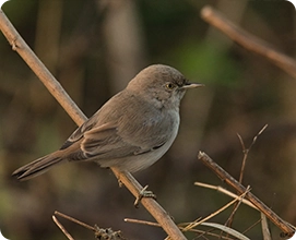 Asian_Desert_Warbler