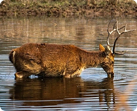 Barasingha (Hard-ground Swamp Deer)