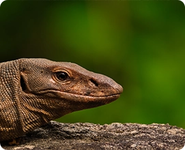 Bengal Monitor Lizard