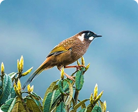 Black-faced Laughingthrush