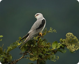 Black-winged Kite
