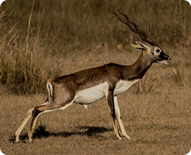 Blackbuck