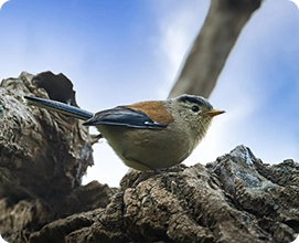 Blue winged Minla