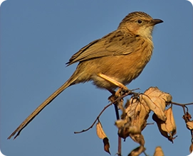 Common Babbler