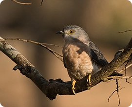 Common Hawk Cuckoo