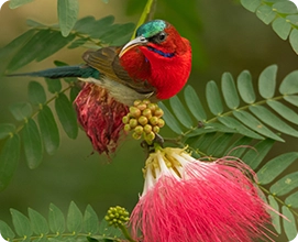 Crimson Sunbird