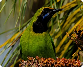 Golden-fronted Leafbird