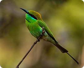 Green Bee-eater