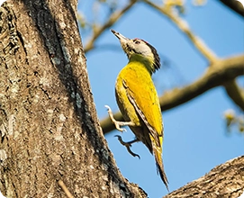 Grey headed Woodpecker
