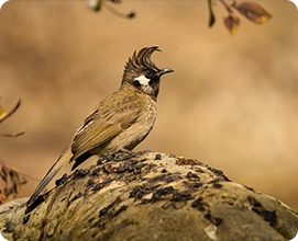 Himalayan Bulbul