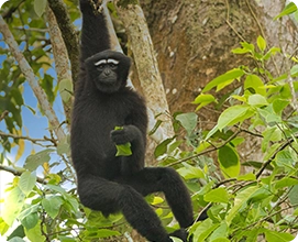 Hoolock Gibbon