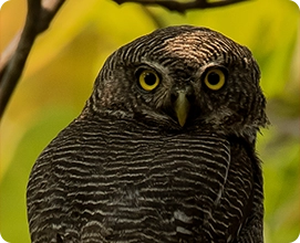 Jungle Owlet