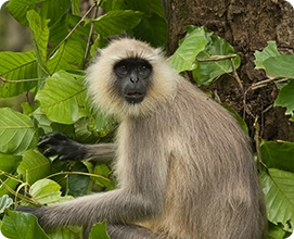 Northern Plains Gray Langur
