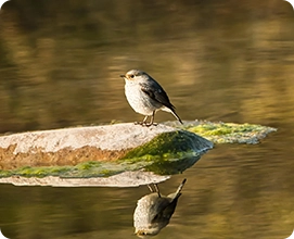 Plumbeous_Redstart