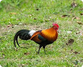Red Jungle Fowl