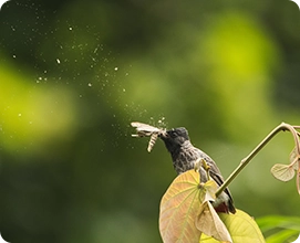 Red-vented Bulbul
