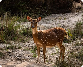 Spotted Deer