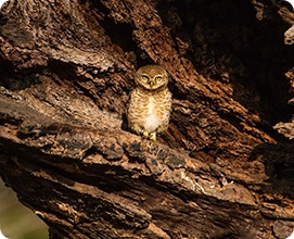 Spotted Owlet