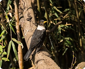 White Collard Thrush