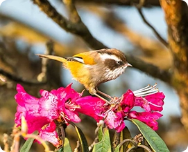 White Browed Fulvetta