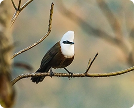 White Crested Laughingthrush