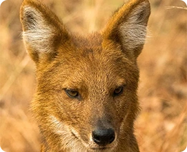 Wild Dog (Dhole)