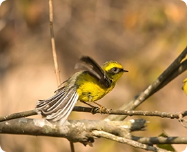 Yellow Bllied Fairy Fantail