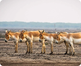Asiatic Wild Ass