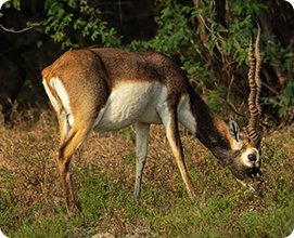 Blackbuck