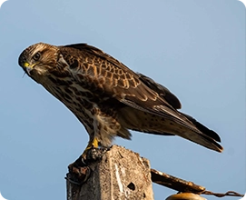 Common Buzzard