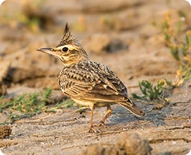 Crested Lark