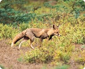 Desert Fox