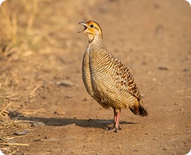 Grey Francolin