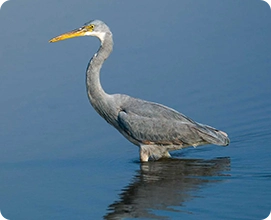 Grey Heron