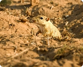Indian-Desert-Jird
