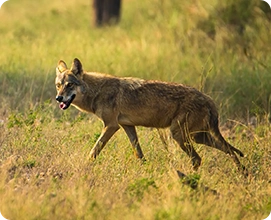 Indian Wolf