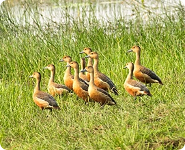 Lesser Whistling Duck