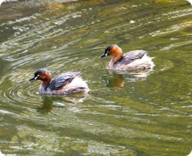 Little Grebe
