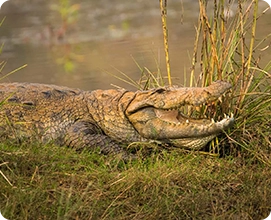 Marsh Crocodile