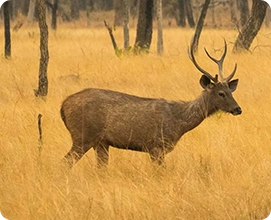 Sambar Deer