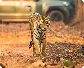 Tiger - Safari