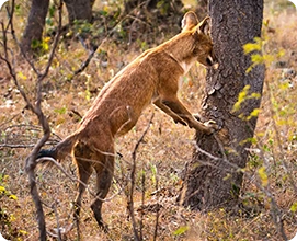 Wild Dog (Dhole)